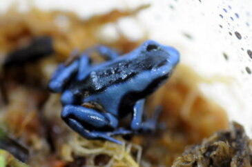 Dendrobtes auratus Blue 【マダラヤドクガエル・ブルー】