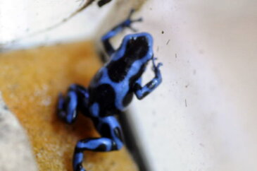 Dendrobtes auratus Blue 【マダラヤドクガエル・ブルー】