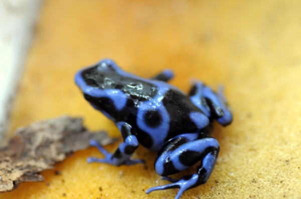 Dendrobtes auratus Blue　【マダラヤドクガエル・ブルー】