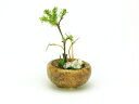 プラッツ 1/12 THE BONSAI 丸鉢寄せ植え【茶】 BONN02