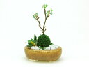 プラッツ 1/12 THE BONSAI 小判寄せ植え【茶】 BONN08