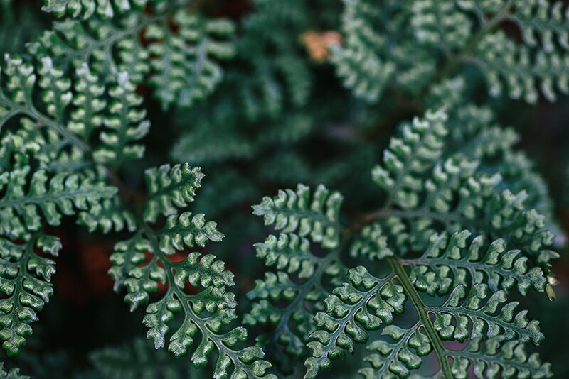 アートパネル アートフレーム 壁掛け インテリア artmart アートマート アートポスターやアートボード、ファブリックパネルで部屋をおしゃれに！モダン アンティーク 北欧 花 海 絵 写真 ポスター イラスト モノクロ モノトーン 自然_葉_5937