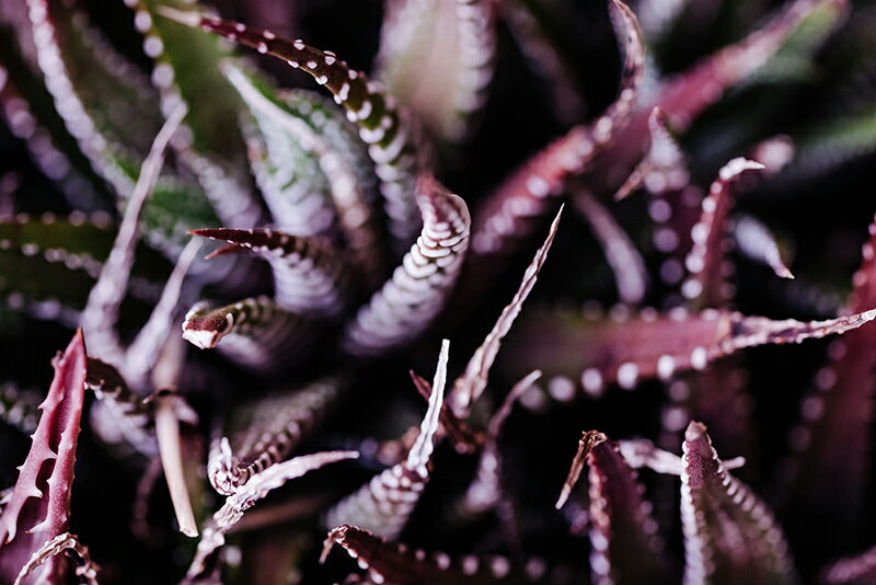 アートパネル アートフレーム 壁掛け インテリア artmart ※キャンバスアートのみフレーム別売り アートマート アートポスターやアートボード、ファブリックパネルで部屋をおしゃれに！モダン アンティーク 北欧 花 海 絵 写真 ポスター 自然_葉_5938