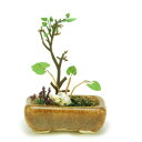 プラッツ THE BONSAI 1/12 角鉢寄せ植え【茶】 完成品 BONN01