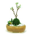 プラッツ 1/12 THE BONSAI 小判寄せ植え【茶】 完成品 BONN08