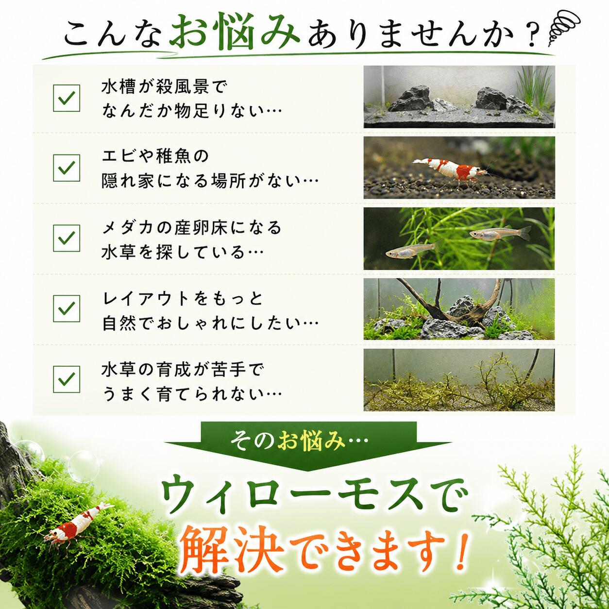 ウィローモス 20g〜 無農薬 水草 アクアリウム 流木活着 石活着 初心者向け レイア...