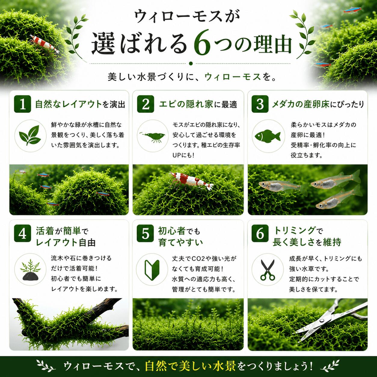 ウィローモス 20g〜 無農薬 水草 アクアリウム 流木活着 石活着 初心者向け レイア...