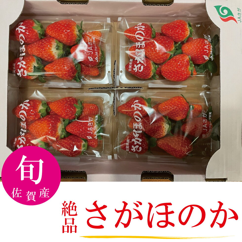 いちご さがほのか 期間限定 数量限定 産地直送 甘い 人気商品 フルーツギフト 果物ギフト 佐賀産 クール便 【送料無料】