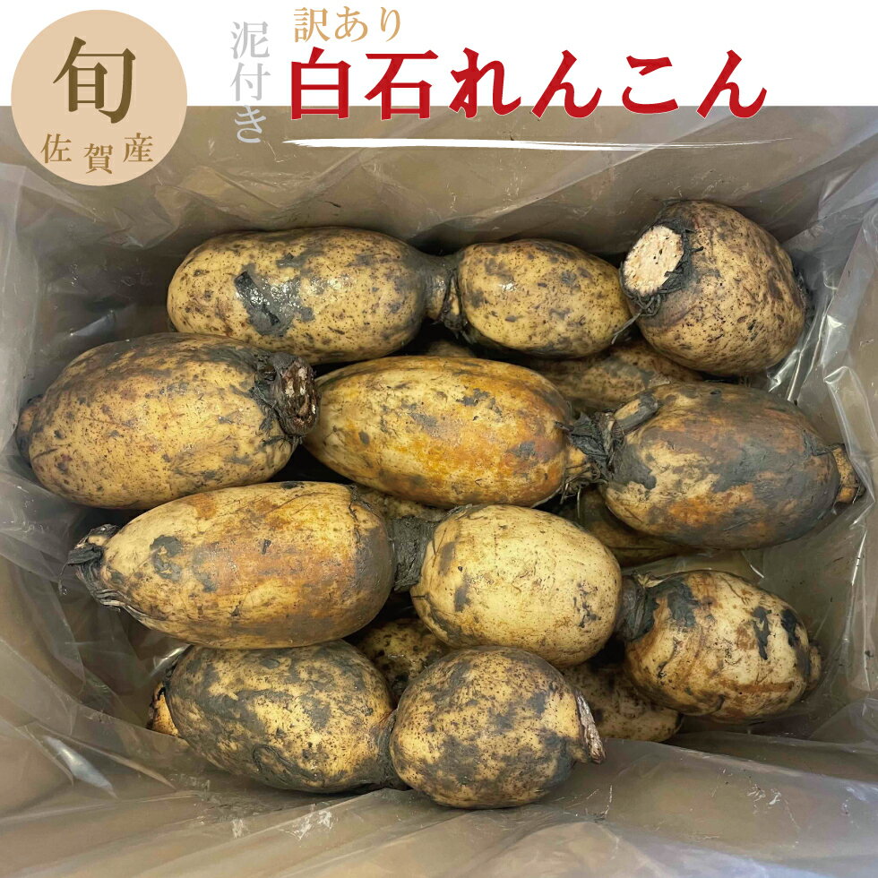 訳あり 白石れんこん 約4kg 佐賀県産 期間限定 数量限定 産地直送 家庭用 業務用 【送料無料】