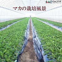 産地出荷「MACA不思議生チョコレート2個セット」冷蔵送料込北海道菓子マカ健康サプリ栄養