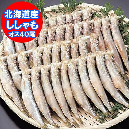 随時発送中 北海道 ししゃも 送料無料 ししゃも オス 北海道産 本ししゃも シシャモ オス 40尾 ( 20尾×2 ) 箱入り 魚介類 水産加工品 シシャモ 柳葉魚(4)