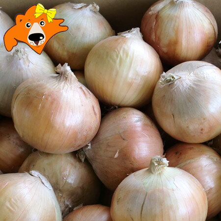 北海道 たまねぎ 10kg 送料無料 玉ねぎ 10kg Lサイズ 玉葱 共撰 野菜 たまねぎ 北海道産 富良野 もしくは 北見F1 タマネギ