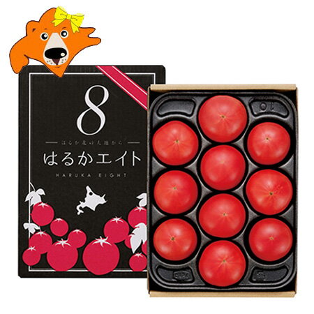 随時発送中 フルーツトマト 送料無料 フルーツ トマト はるかエイト 化粧箱入 10〜15玉前後 北海道産 とまと ギフト フルーツ トマト 野菜