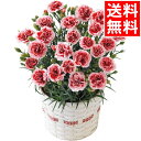 母の日 花 鉢植え ギフト送料無料 カーネーション鉢植え「いちごホイップ」5号【母の日ギフト Mother`s Day 2021 限定ギフト 期間限定 鉢植え 生花 鉢植 花 植物 かわいい きれい 人気 直送 メッセージカード】【M】【21m】