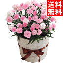母の日 花 鉢植え ギフト送料無料 カーネーション鉢植え 「バンビーノ」5号(20)【母の日ギフト Mother`s Day 2021 限定ギフト 期間限定 鉢植え 生花 鉢植 花 植物 かわいい きれい 人気 直送 メッセージカード】【M】【21m】