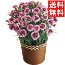 母の日 花 鉢植え ギフト送料無料 カーネーション鉢植え「カシスリボン」【母の日ギフト Mother`s Day 2021 限定ギフト 期間限定 鉢植え 生花 鉢植 花 植物 かわいい きれい 人気 直送 メッセージカード】【M】【21m】