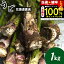 2024年ご予約承り中 5月出荷開始送料無料 幻の山菜 北海道産 天然山ウド1.0kg入り【1kg 1キロ 北海道産 天然 山菜 うど ウド 山うど 山ウド 春の味覚 山菜 新鮮直送 産直 旬の味覚】 3,640円