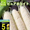 【ふるさと納税】【先行予約】あさひやま動物園しろくまコーン約4kg(ホワイトレディ10本)2024年8月下旬～発送開始予定_00308 | 白いとうもろこし 白いスイートコーン 産地直送 とうもろこし ホワイトレディ コーン ピュアホワイト 旭川市 送料無料