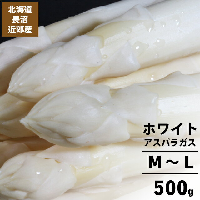 今季出荷開始中送料無料 北海道長沼近郊産 ホワイトアスパラ M～L 500g【北海道産 道産 500 500グラム 500グラム アスパラ あすぱら アスパラガス ホワイト 白 お取り寄せ 旬 旬野菜 春野菜 季…