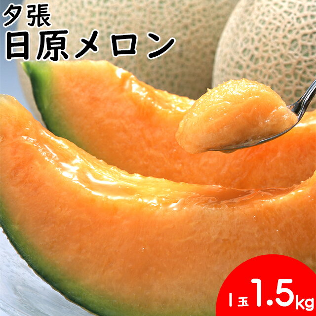 今季出荷開始中！お中元 メロン ギフト送料無料 北海道夕張産 メロン 日原メロン (約1.5kg×1玉)【御中元 中元 夏ギフト 暑中見舞い 夕張 夕張産 赤肉メロン 赤肉 北海道直送 産地直送 北海道産 ゆうばり めろん 夏フルーツ 産地直送 贈り物】のサムネイル