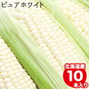 2024年 予約受付中 8月下旬出荷開始2セット購入で5本おまけ！とうもろこし 北海道 送料無料 北海道産 白いとうもろこし ピュアホワイト(10本) 南幌町明るい農村ネットワーク【トウモロコシ とうきび おいしい 白い ホワイト 旬 白系】