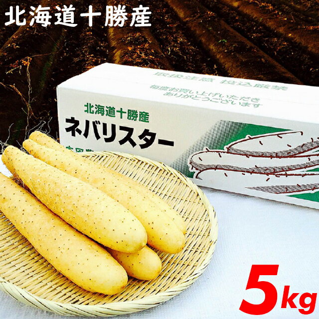 長芋 とろろいも トロロ やまいも今季出荷開始中送料無料 北海道産 長芋 新世代野菜 ネバリスター(5kg)