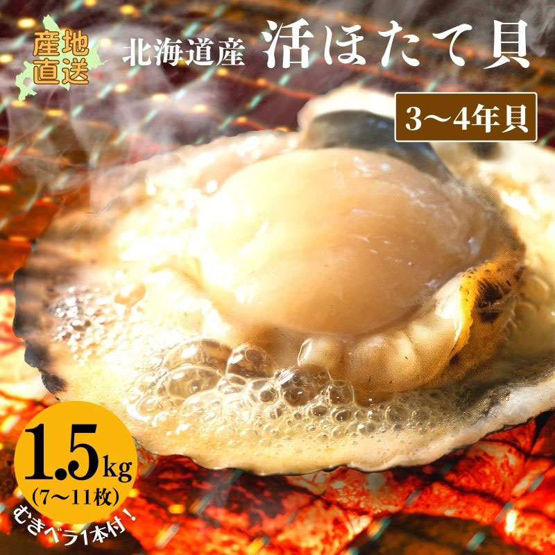 活ホタテ（3〜4年貝）1.5kg（8〜11枚） 【冷蔵】 送料無料 ギフト 内祝 お取り寄せ 食べ物 食品 帆立 ほたて ホタテ 海鮮 御歳暮 年末年始 お正月 海鮮ギフト 北海道産 御祝 御礼 産地直送