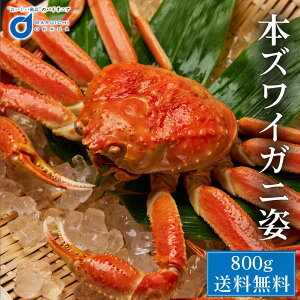 お歳暮 送料無料 本ずわいがに姿 特大 1尾 北海道 ズワイガニ カニ かに 海鮮ギフト 特大 札幌 場外市場 訳あり グルメ お取り寄せ 御歳暮 クリスマス