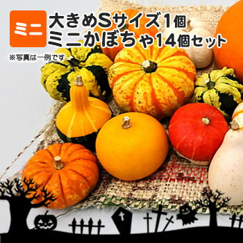 【送料無料・数量限定】ハロウィン大きめSサイズ1個＋ミニかぼちゃ14個セット 本物生カボチャ 北海道 お土産 おみやげ 2021 ハロウィン