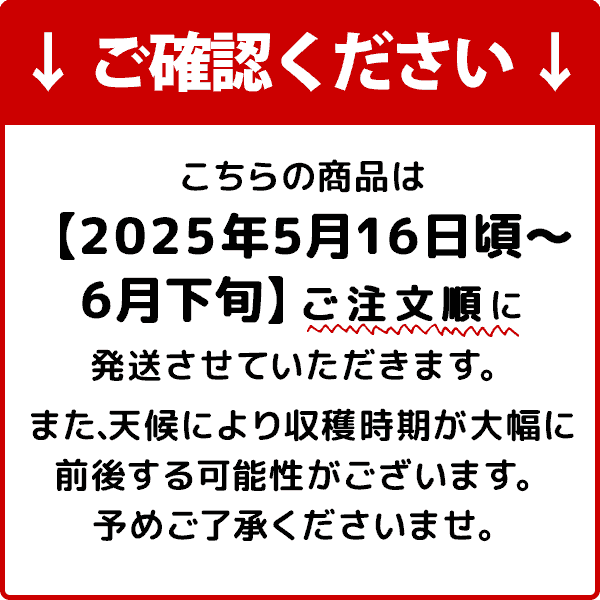【ふるさと納税】発酵生姜 ペースト 100g 生姜 無添加生姜 乳酸菌パワー ジンジャー ジンジャーペースト 梅の花 乳酸菌 お味噌汁 トースト 常温 食品 加工品 熊本県 天草市 お取り寄せ お取り寄せグルメ 送料無料