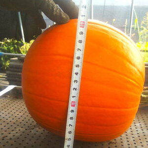 ハロウィンかぼちゃ約9キロ