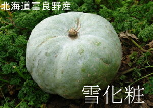 富良野産 白いカボチャ「雪化粧」10kg(4〜7玉)　※送料無料【九州・沖縄を除く】かぼちゃ 北海道 南瓜 かぼちゃ ゆきげしょう パンプキン かぼちゃ ハロウィン カボチャ 白 かぼちゃ 10kg 送料無料