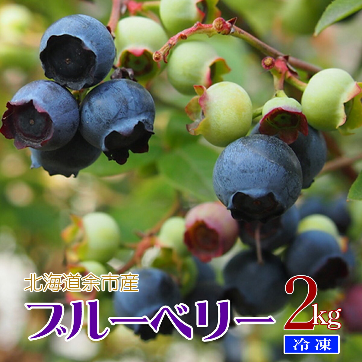 北海道 余市町産訳あり 冷凍ブルーベリー たっぷり 2Kg 送料無料【九州・沖縄を除く】国産 ブルーベリー 送料無料 ジャム ヨーグルト スムージー ジュース アイスクリーム 北海道産 余市町 フ…