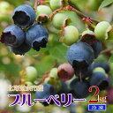 北海道 余市町産訳あり 冷凍ブルーベリー たっぷり 2Kg※送料無料【九州・沖縄を除く】国産 ブルーベリー 送料無料 ジャム ヨーグルト ..