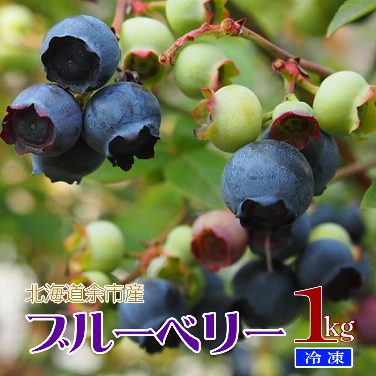 北海道 余市町産 訳あり 冷凍ブルーベリー 1kg※送料無料【九州・沖縄を除く】ブルーベリー 送料無料 ブルーベリー 国…