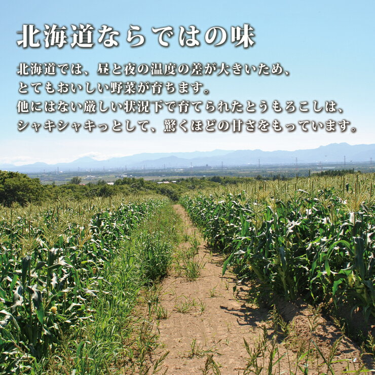 産地直送 北海道当別町「森本農園」 とうもろこし恵味(めぐみ)ゴールド L〜2Lサイズ 10本 朝もぎ送料無料【九州・沖縄を除く】とうもろこし 送料無料 恵味ゴールド トウモロコシ とうもろこし 生 恵 とうもろこし 北海道 ギフト