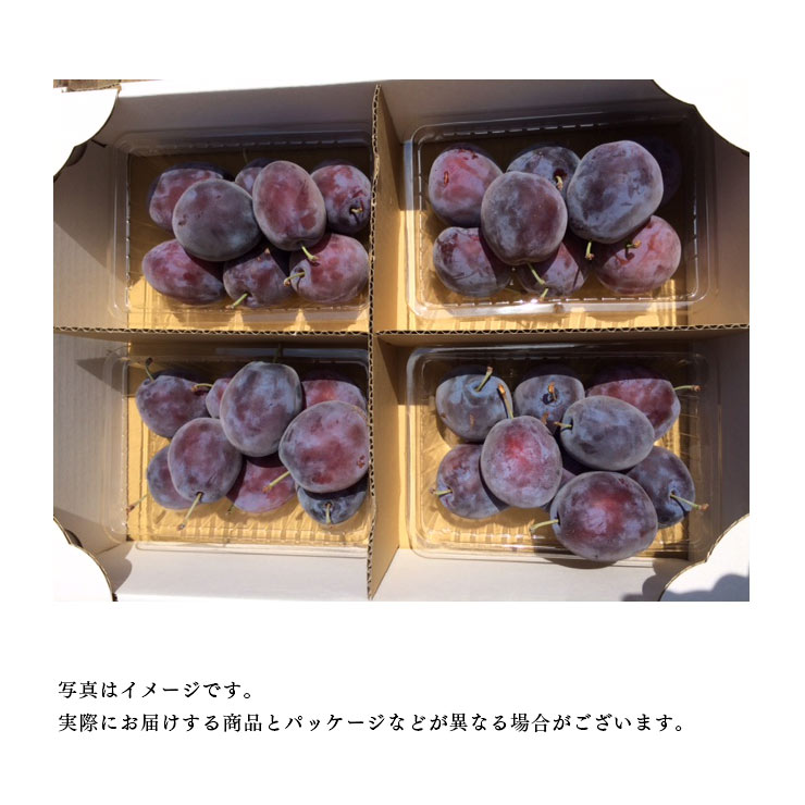 北海道 余市町 産地直送【生プルーン】400g×4パック（1.6kg）※送料無料【九州・沖縄を除く】9月中旬より発送予定プルーン 送料無料 北海道産 プルーン 生 プラム ジャム ヨーグルト お土産 贈答品 ギフト