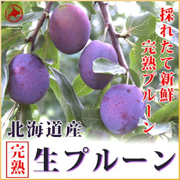 北海道 余市町 産地直送【生プルーン】400g×4パック送料無料【九州・沖縄を除く】プルーン 送料無料 北海道産 プルーン 生 プラム ジャム ヨーグルト お土産 贈答品 ギフト