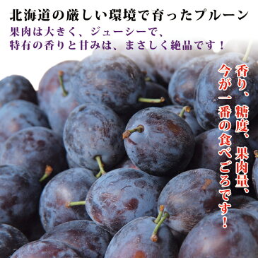 北海道 余市町 産地直送【生プルーン】400g×4パック送料無料【九州・沖縄を除く】プルーン 送料無料 北海道産 プルーン 生 プラム ジャム ヨーグルト お土産 贈答品 ギフト