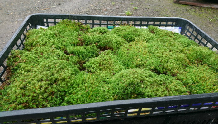 �̳�ƻ�� �ޥ󥸥奦���� 520��340�ȥ졼