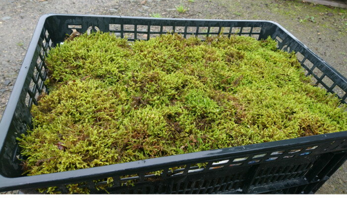 �̳�ƻ�� �ϥ����� 520��340�ȥ졼