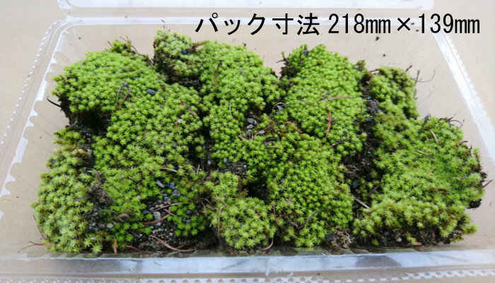 ������̵�����̳�ƻ�� ���ʥ��� 2�ѥå�����