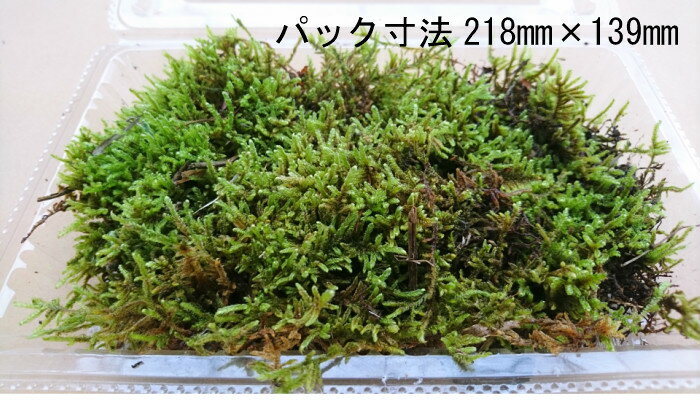 ������̵�����̳�ƻ�� �ϥ����� 2�ѥå�����