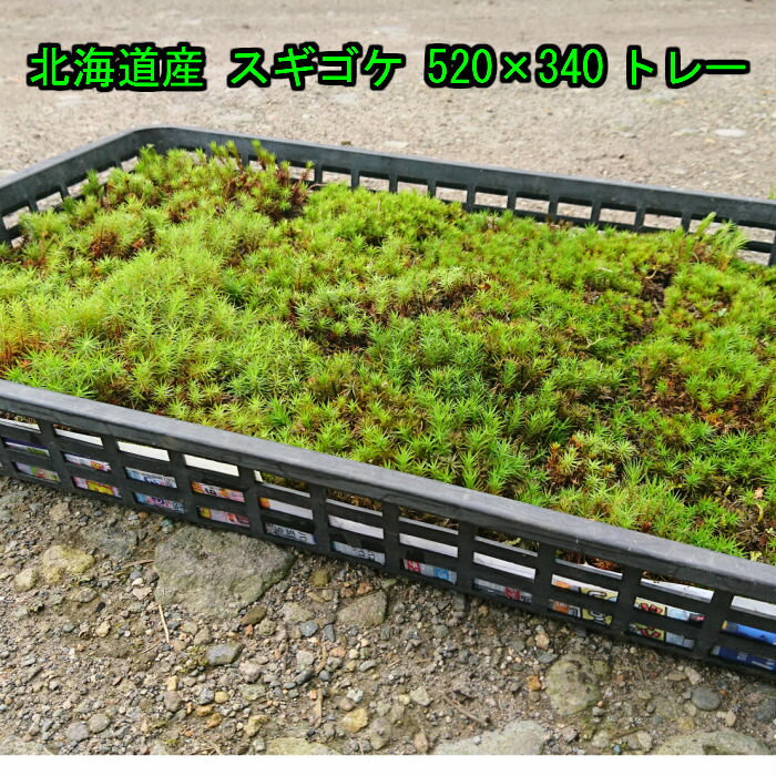 スギゴケを育てよう テラリウムにも最適なスギゴケの栽培方法と増やし方 暮らし の