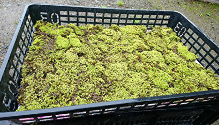 �̳�ƻ�� ���ʥ��� 520��340�ȥ졼