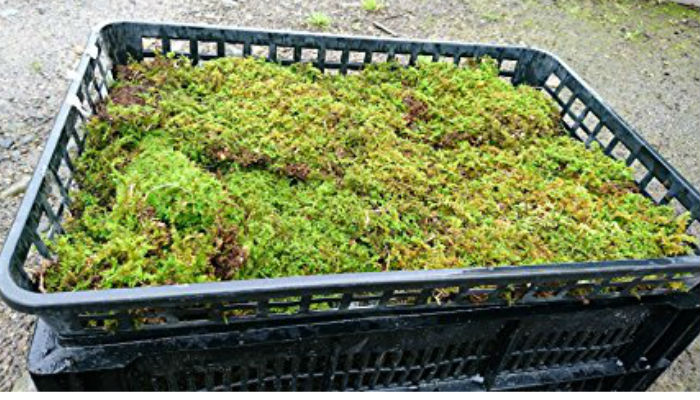 �̳�ƻ�� ���Υ֥��� 520��340�ȥ졼