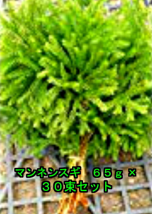 北海道産 マンネンスギ 65g× 30束セット