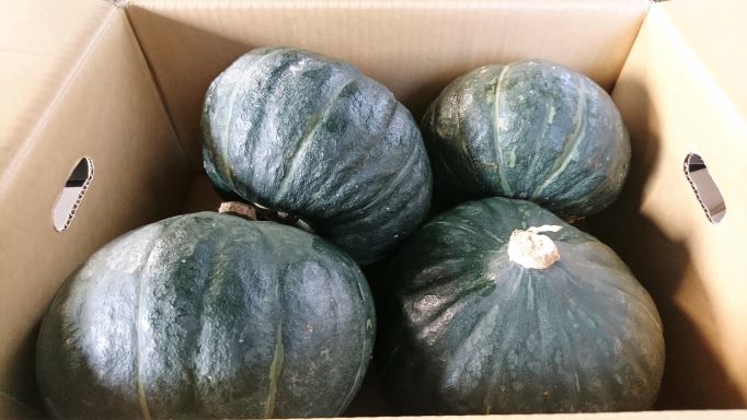 【北海道産】かぼちゃ　ジェジェJ　10kg（4～5玉）　カボチャ