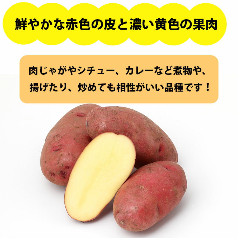 じゃがいも 北海道 レッドムーン 5kg 変わった品種 紅メークイン アンデスレッド ...