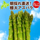 アスパラ 北海道産グリーンアスパラ 産地直送 ハウス栽培 2L〜Lサイズ 朝採れ 極太 ギフト 贈り物 プレゼント お中元 ※24年4月中旬より発送